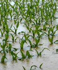 Crop Insurance and the Budget